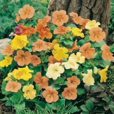 Mimulus aurantiacus - Mimulus | Achat direct au producteur