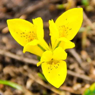 Iris de Danford - Iris reticulata danfordiae | Achat producteur