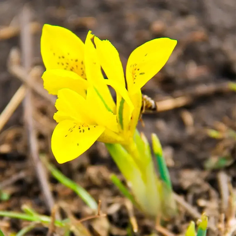 Iris de Danford - Iris reticulata danfordiae | Achat producteur