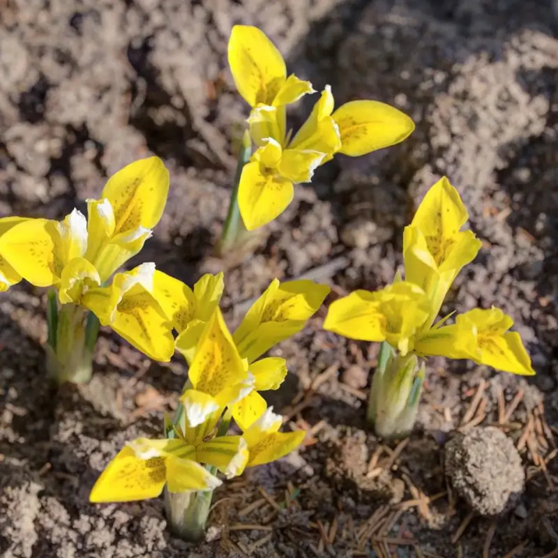Iris de Danford - Iris reticulata danfordiae | Achat producteur