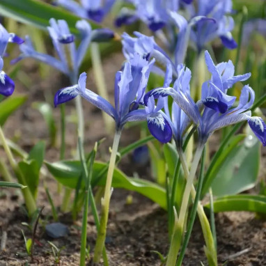 Iris Réticulata 'Clairette' - Iris | Achat direct au producteur