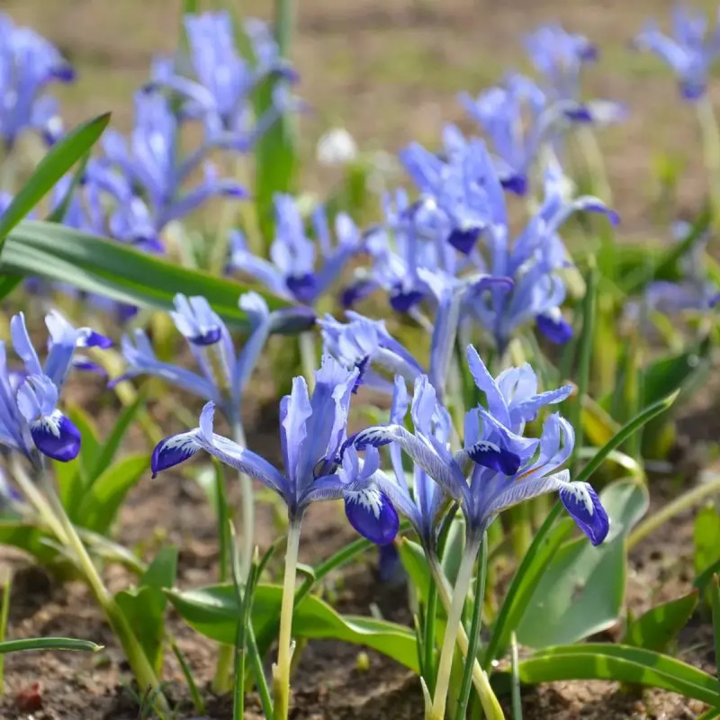 Iris Réticulata 'Clairette' - Iris | Achat direct au producteur