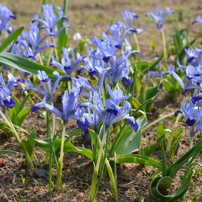 Iris Réticulata 'Clairette' - Iris | Achat direct au producteur