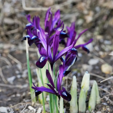 Iris réticulata 'Pauline' - Iris | Achat direct au producteur