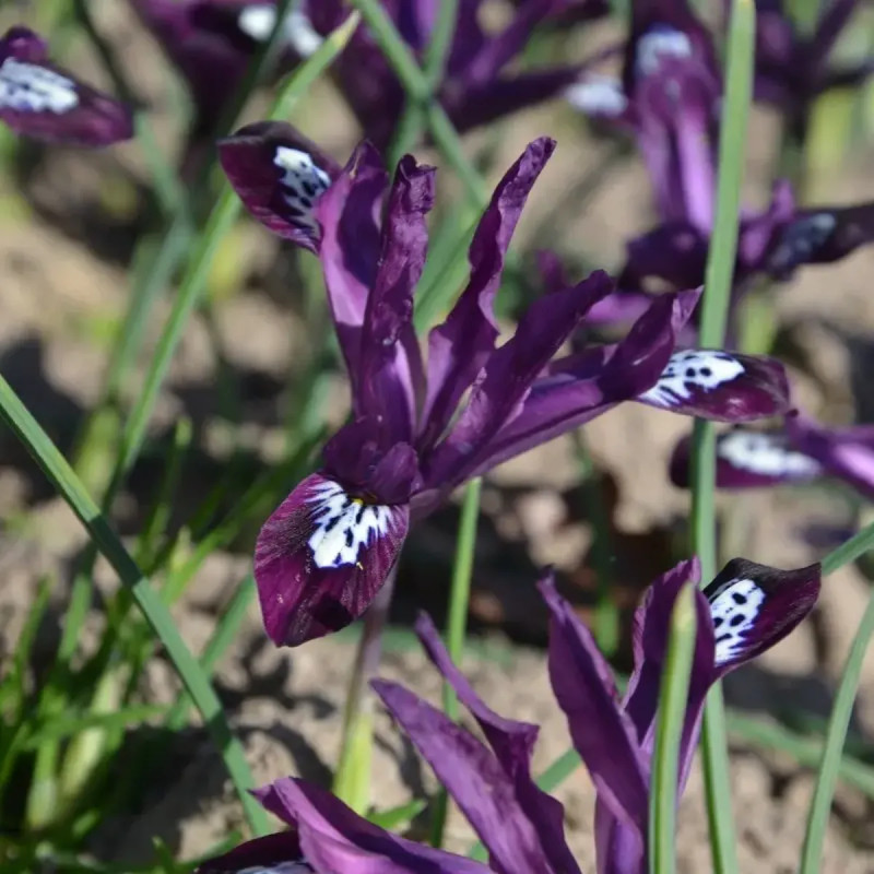 Iris réticulata 'Pauline' - Iris | Achat direct au producteur