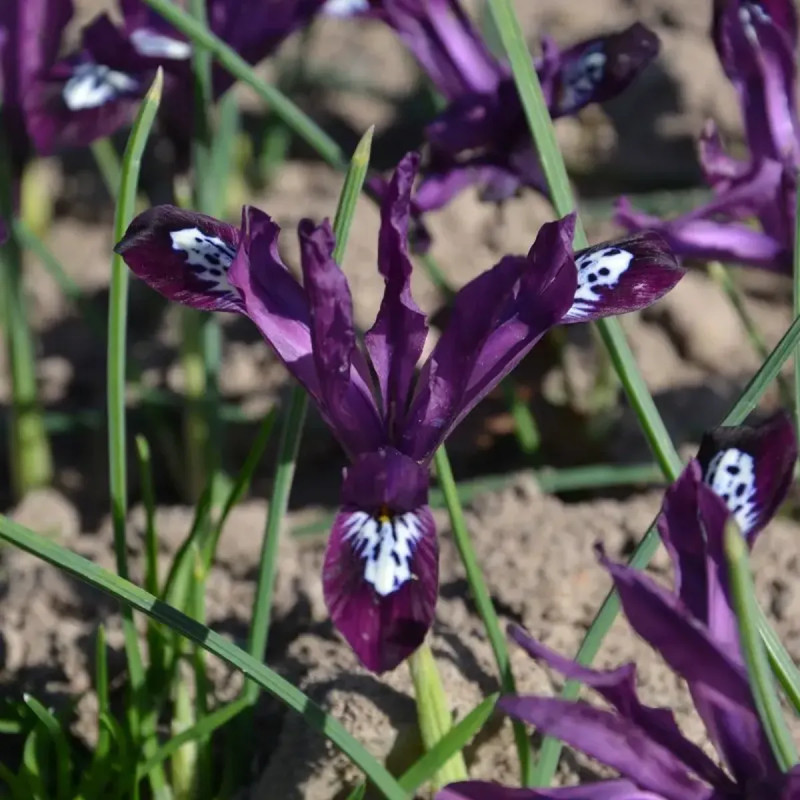 Iris réticulata 'Pauline' - Iris | Achat direct au producteur