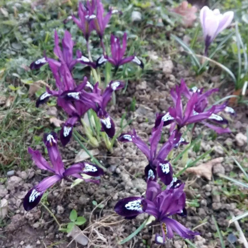 Iris réticulata 'Pauline' - Iris | Achat direct au producteur