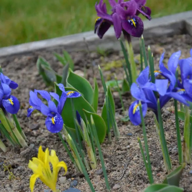 Iris Botanique Mélange - Iris reticulata | Achat direct au producteur