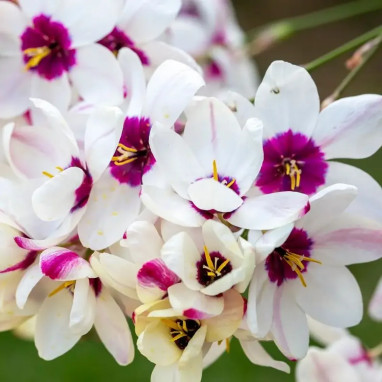 Ixia blanc - Ixia maculata | Achat direct au producteur