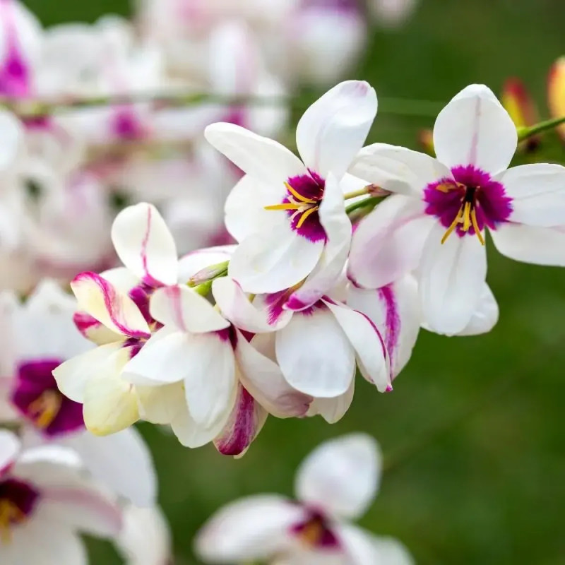 Ixia blanc - Ixia maculata | Achat direct au producteur