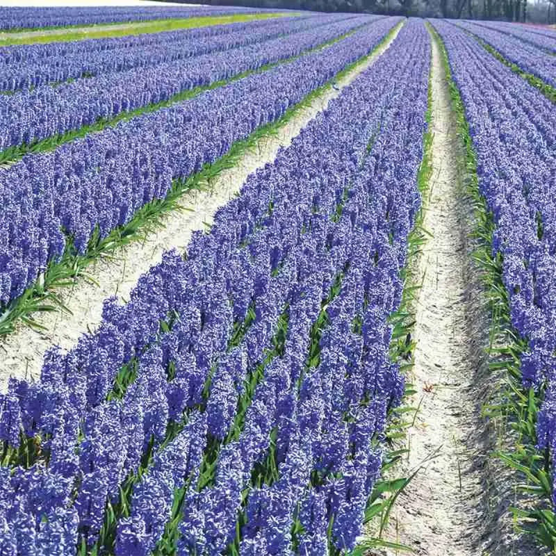 Jacinthe 'Delft Blue' - Hyacinthus | Achat direct au producteur