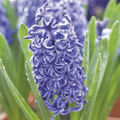 Jacinthe 'Bleu de Delft' - Hyacinthus | Achat direct au producteur
