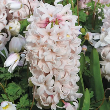 Jacinthe 'China Pink' - Hyacinthus | Achat direct au producteur