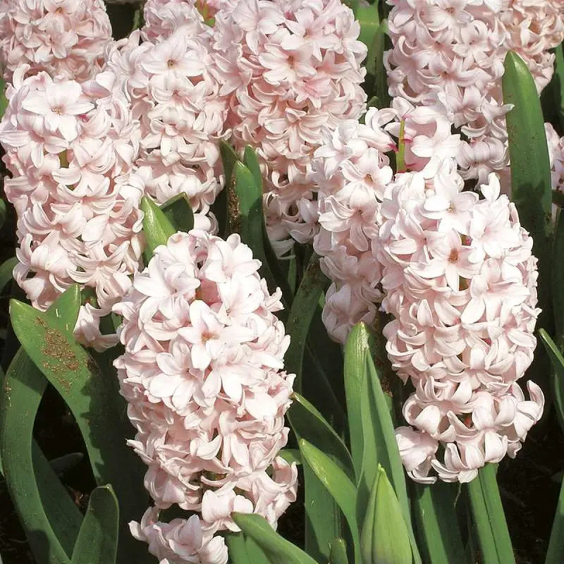 Jacinthe 'China Pink' - Hyacinthus | Achat direct au producteur