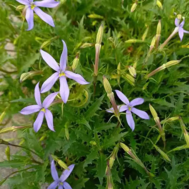 Isotoma axillaris 'Lauren Blue' - Isotoma | Achat producteur