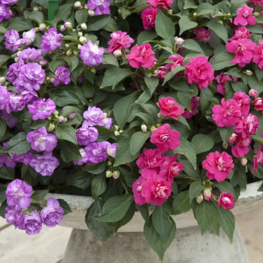 Impatiens double 'Glimmer' - Impatiens | Achat direct au producteur