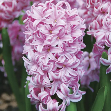 Jacinthe 'Fondant' - Hyacinthus | Achat direct au producteur