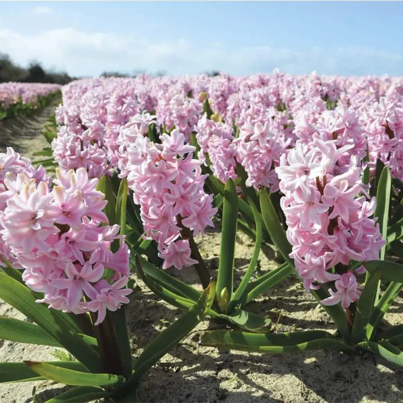 Jacinthe 'Fondant' - Hyacinthus | Achat direct au producteur