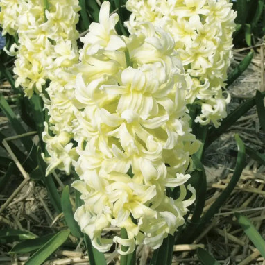 Jacinthe 'Gipsy Princess' - Hyacinthus | Achat direct au producteur