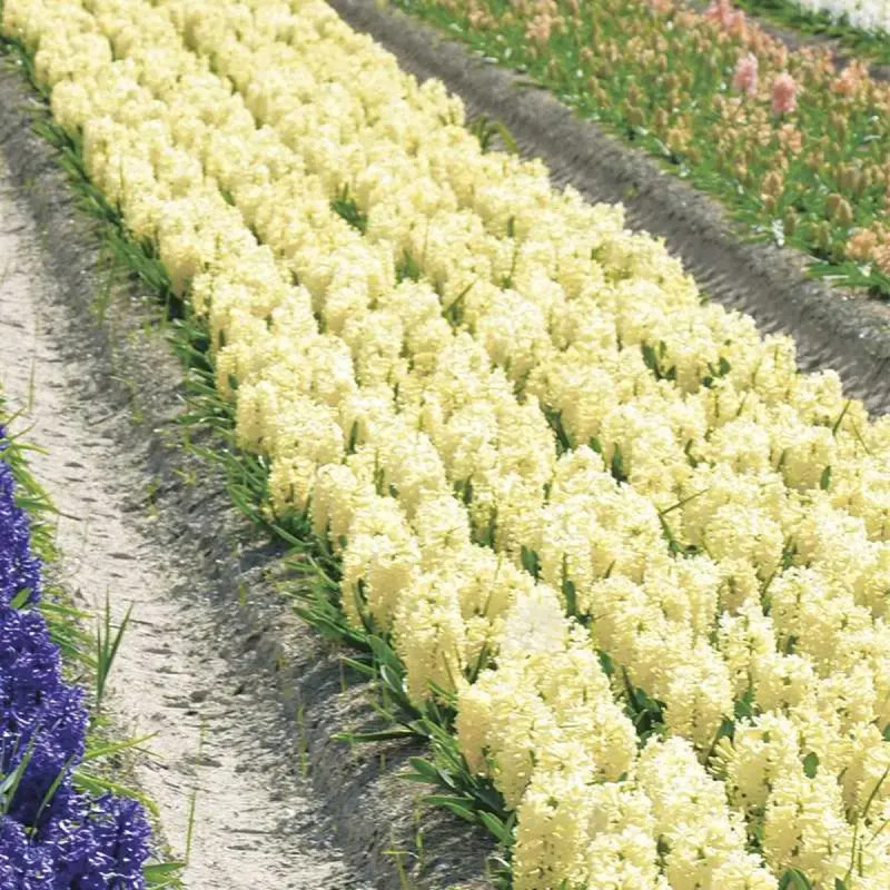 Jacinthe 'Gipsy Princess' - Hyacinthus | Achat direct au producteur