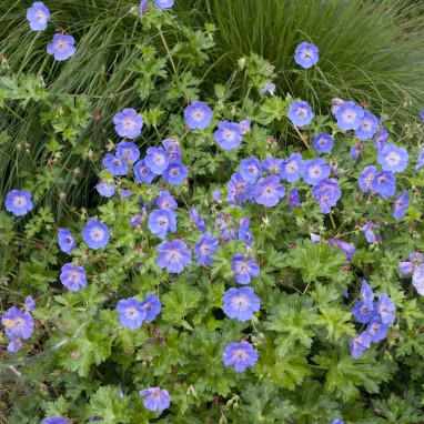 Geranium 'Jolly Bees' - Geranium | Achat direct au producteur