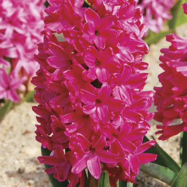 Jacinthe 'Jan Bos' - Hyacinthus | Achat direct au producteur