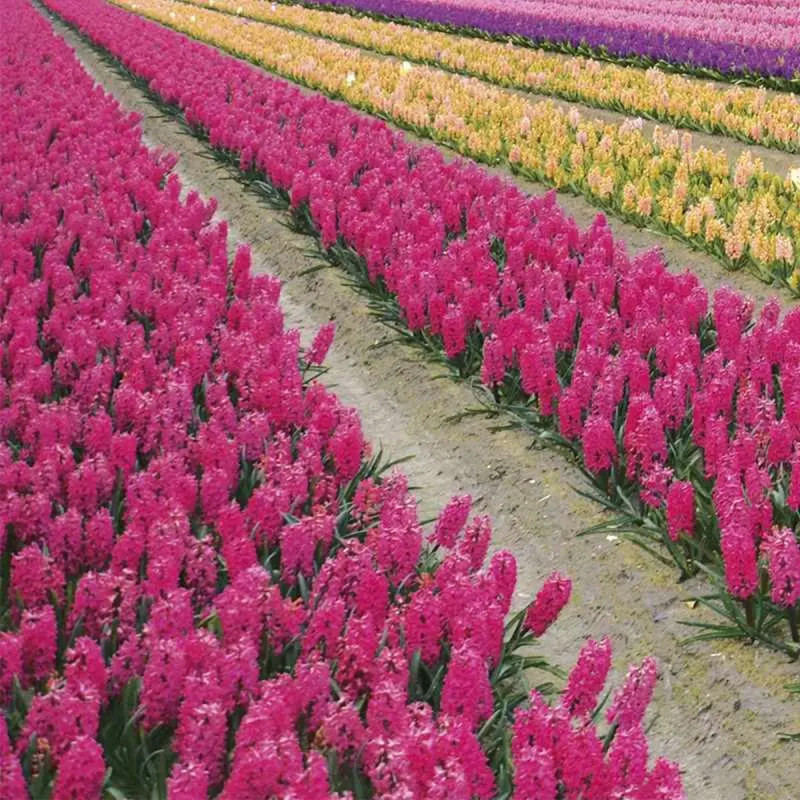 Jacinthe 'Jan Bos' - Hyacinthus | Achat direct au producteur