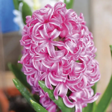 Jacinthe 'Pink Pearl' - Hyacinthus | Achat direct au producteur