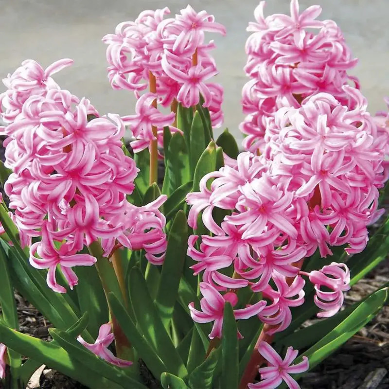 Jacinthe 'Pink Pearl' - Hyacinthus | Achat direct au producteur