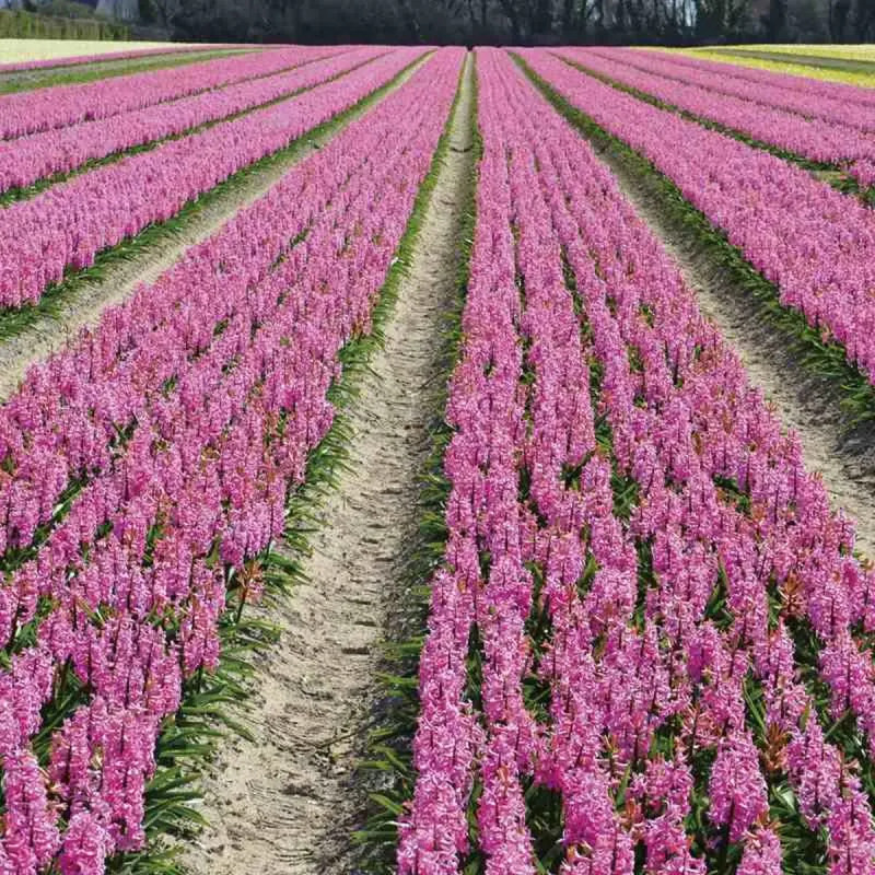 Jacinthe 'Pink Pearl' - Hyacinthus | Achat direct au producteur