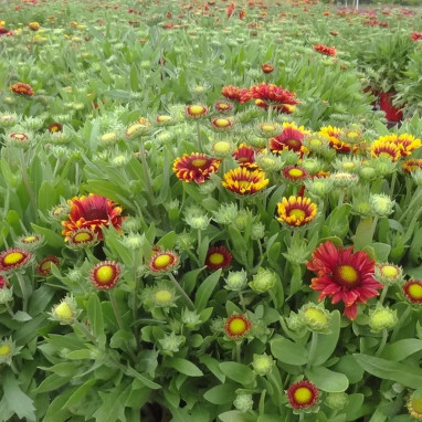 Gaillardia xgrandiflora 'Mesa Red' - Gaillardia | Achat producteur