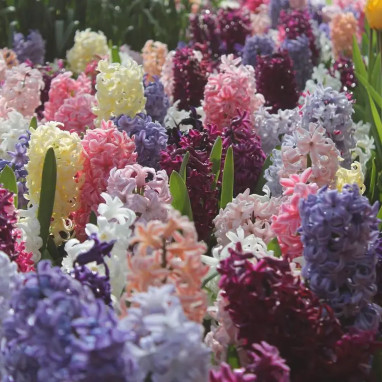 Jacinthe en mélange - Hyacinthus orientalis | Achat direct au producteur