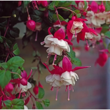 Fuchsia 'Snowcap' - Fuchsia | Achat direct au producteur