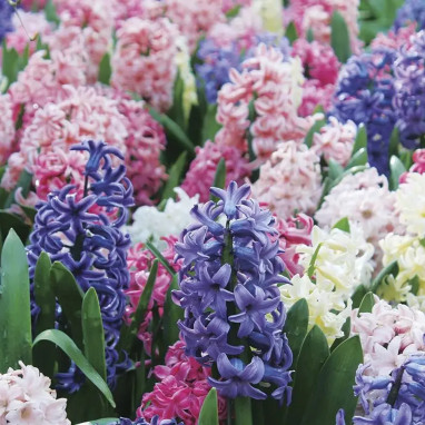 Jacinthe en mélange - Hyacinthus | Achat direct au producteur