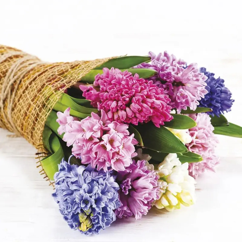 Jacinthe en mélange - Hyacinthus | Achat direct au producteur