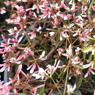 Euphorbia hypericifolia 'Shades in Pink' | Achat producteur