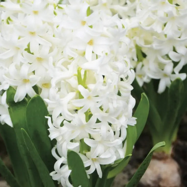 Jacinthe 'White Pearl' - Hyacinthus | Achat direct au producteur