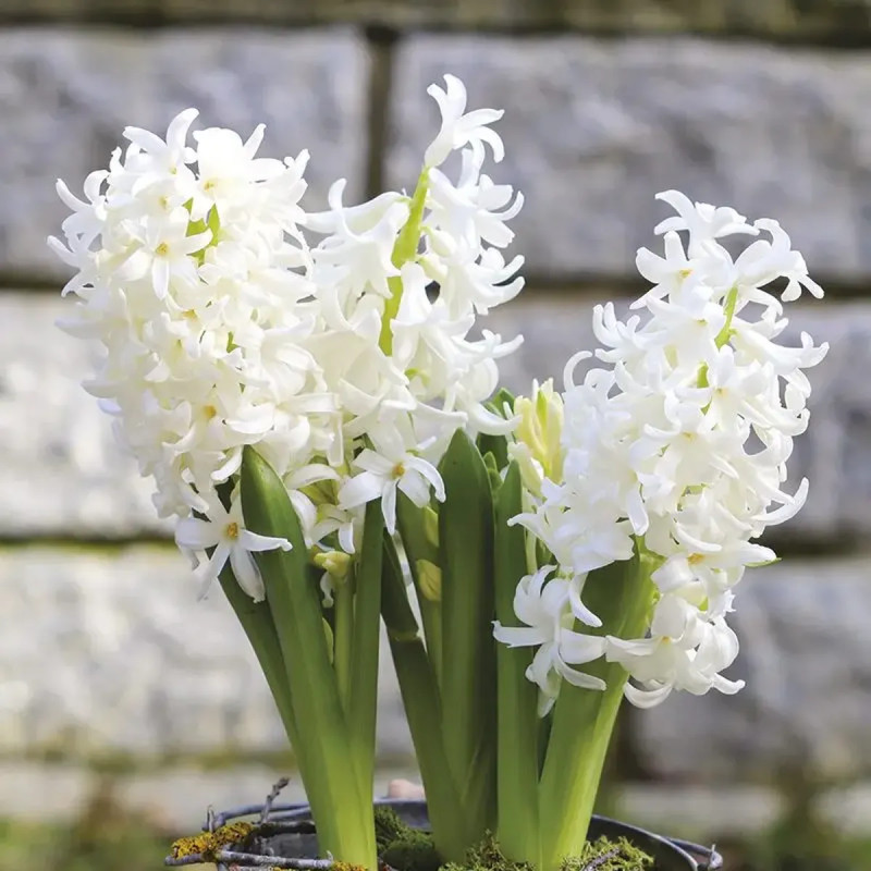 Jacinthe 'White Pearl' - Hyacinthus | Achat direct au producteur