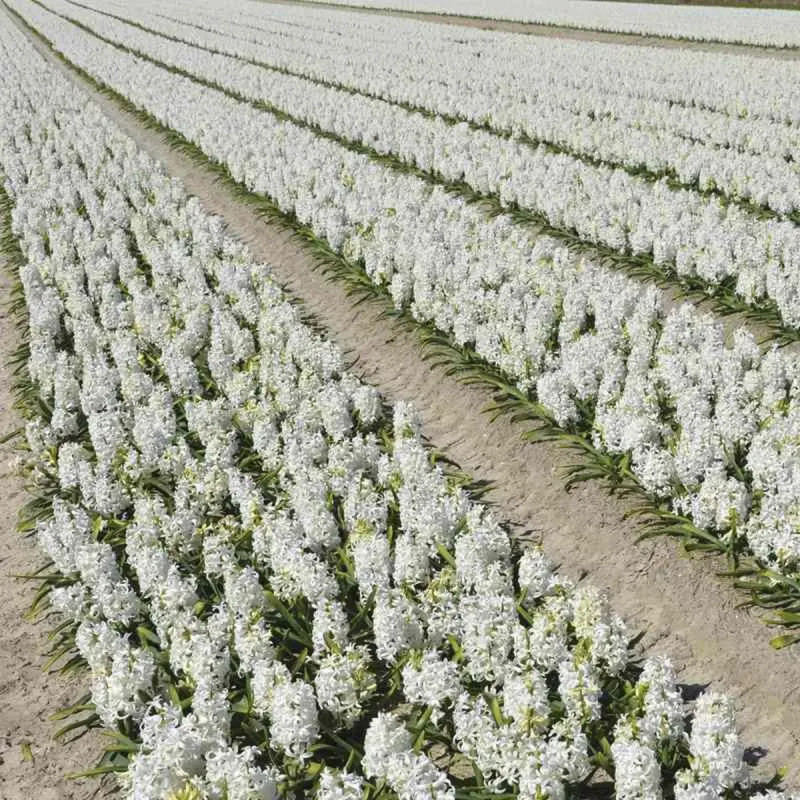 Jacinthe 'White Pearl' - Hyacinthus | Achat direct au producteur