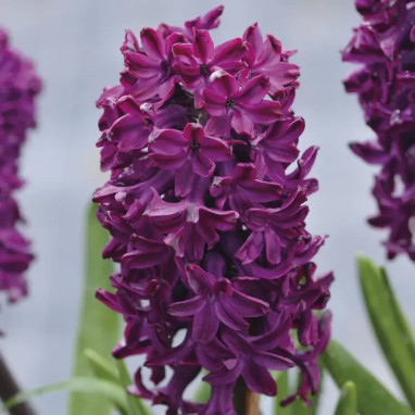 Jacinthe 'Woodstock' - Hyacinthus | Achat direct au producteur
