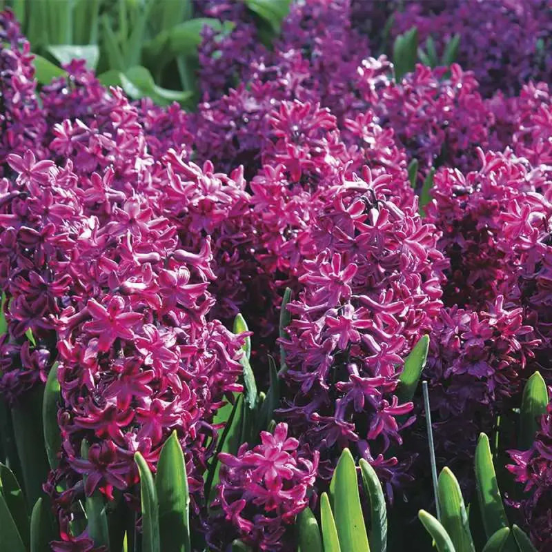 Jacinthe 'Woodstock' - Hyacinthus | Achat direct au producteur