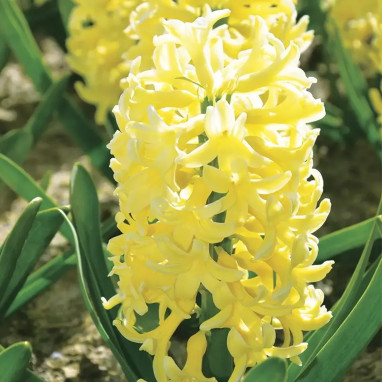 Jacinthe Yellowstone - Hyacinthus | Achat direct au producteur