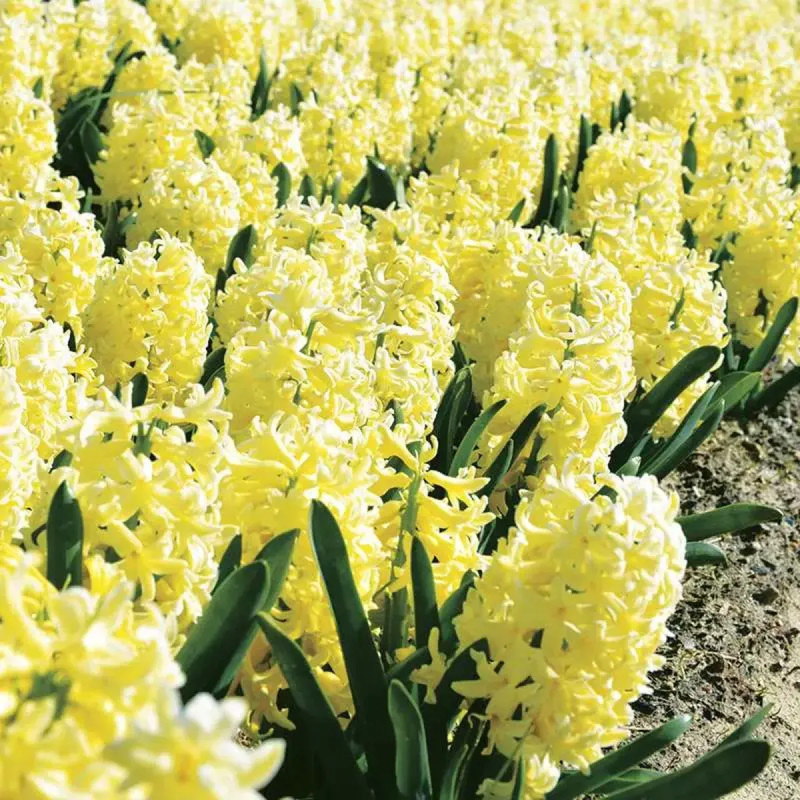 Jacinthe Yellowstone - Hyacinthus | Achat direct au producteur
