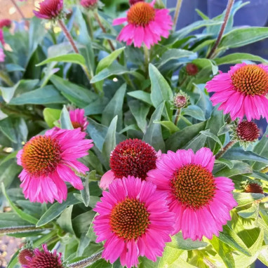 Erysimum SUNSTRONG Orange - Giroflée vivace | Achat producteur