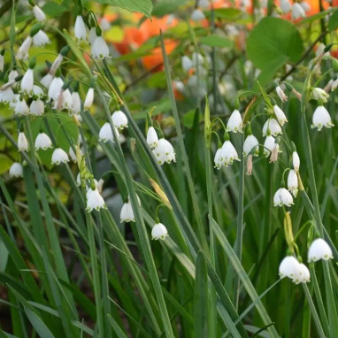 Leucojum aestivum 'Gravetye's Giant' | Achat direct au producteur