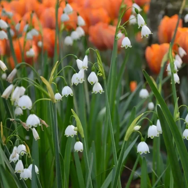 Leucojum aestivum 'Gravetye's Giant' | Achat direct au producteur