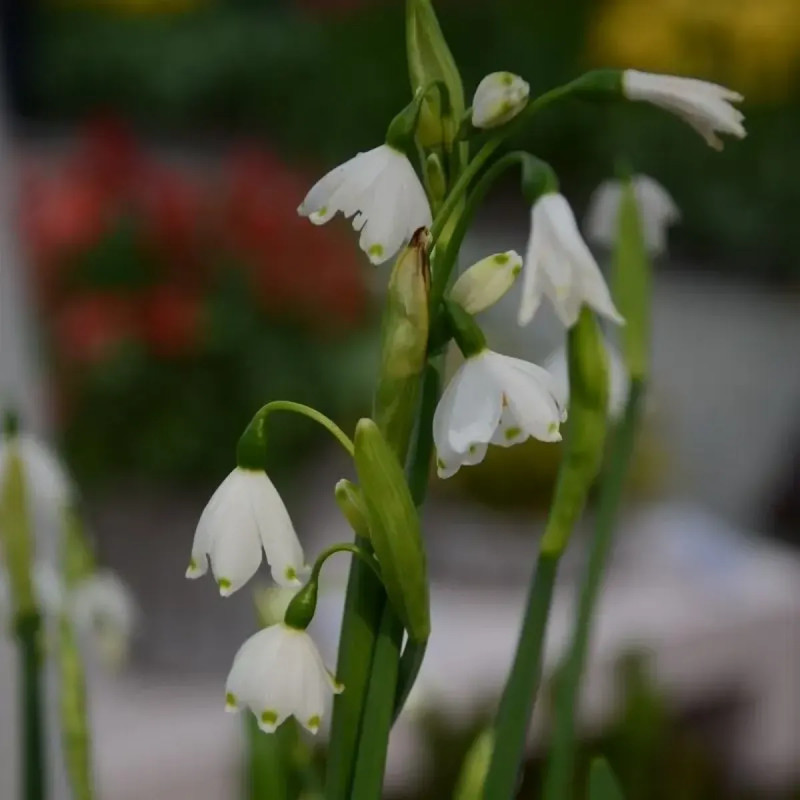 Leucojum aestivum 'Gravetye's Giant' | Achat direct au producteur