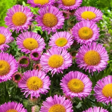 Echinacea purpurea Sombrero Double Red - Echinacea | Achat producteur