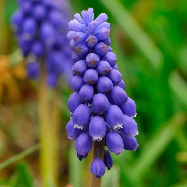 Muscari armeniacum - Muscari | Achat direct au producteur