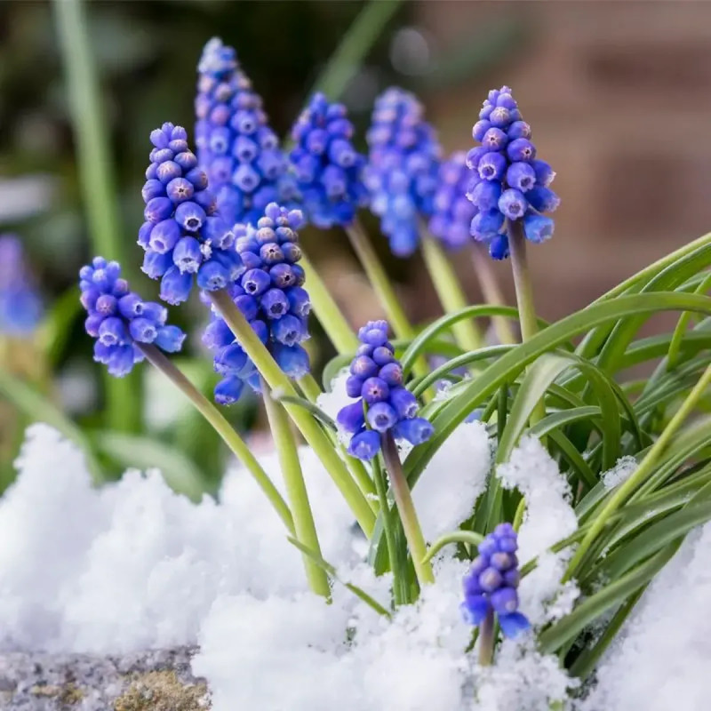 Muscari armeniacum - Muscari | Achat direct au producteur